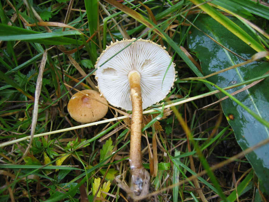 2005 :  Un anno di funghi